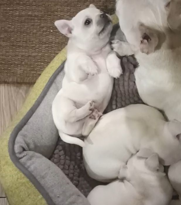 Дві дівчинки і один хлопчик чіхуаху