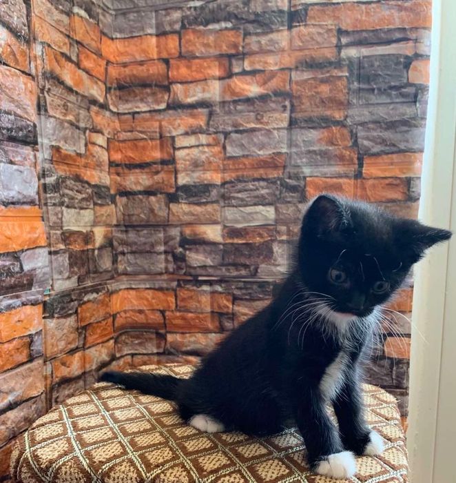 Віддамо кошенят в добрі руки