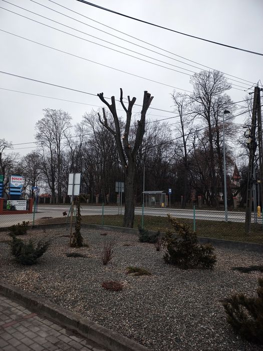 Wycinka i podcinka drzew, wynajem podnośnika z operatorem