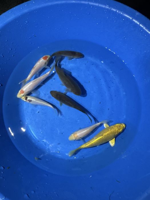 Variedades de carpas koi