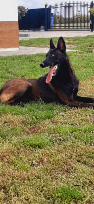 Owczarek Belgijski Malinois Piesek ZKwP