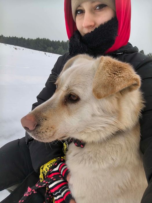 Młoda, kochająca kobiety suczka w typie labradora