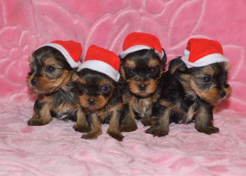 York Terrier  piesek