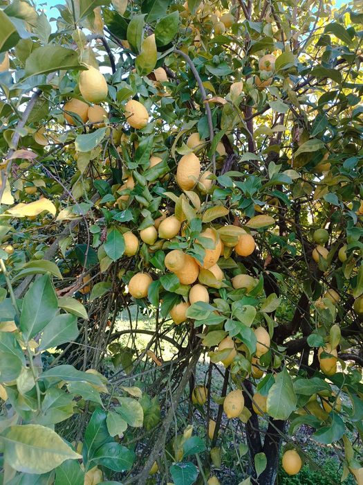 Limão de casca fina.