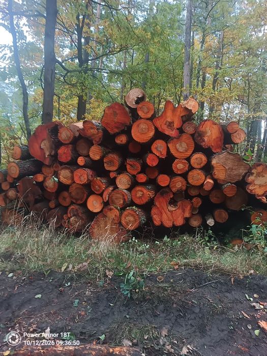 Drewno olchowe, olcha, liściaste.