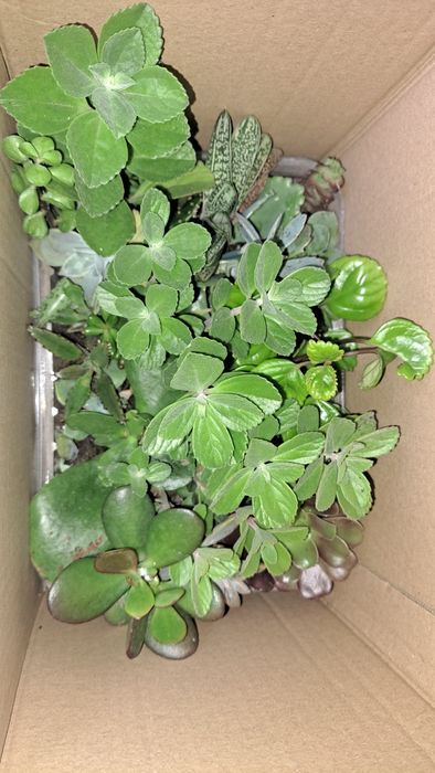 Suculentas tabuleiros 24 especies