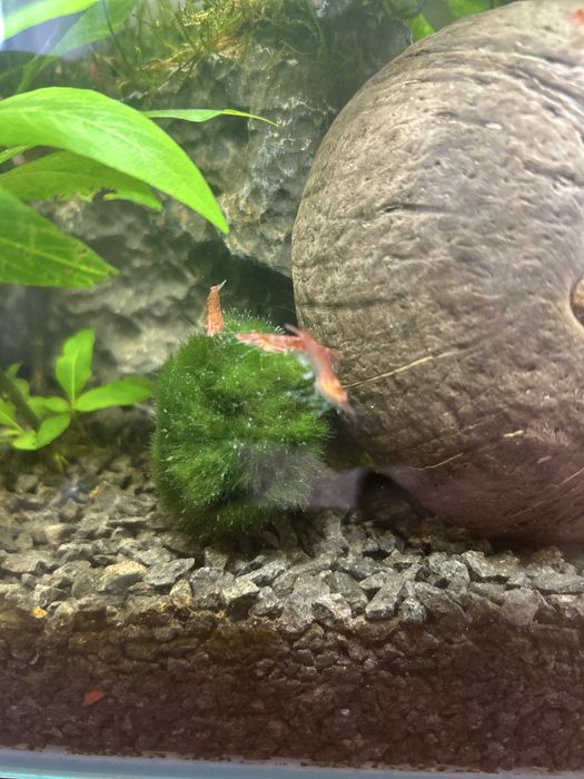 Krewetki Neocaridina Red