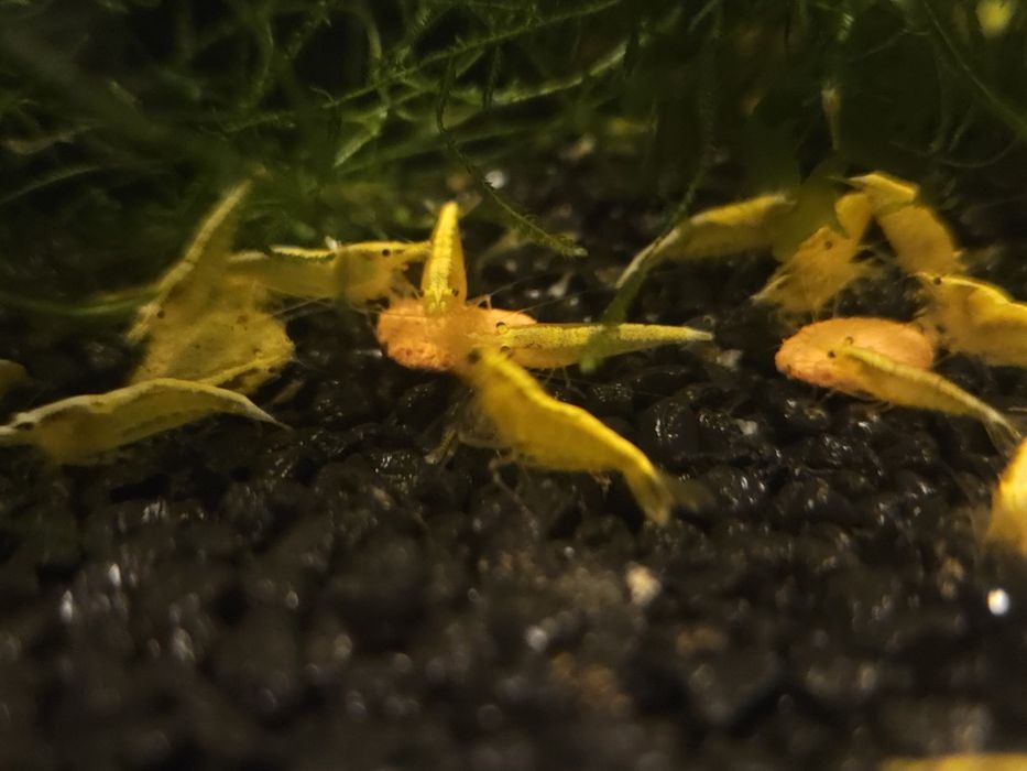 Krewetki neocardina yellow z pasem golden