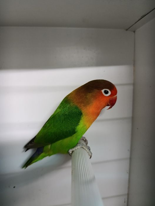 Agapórnis fischeris verde ancestral