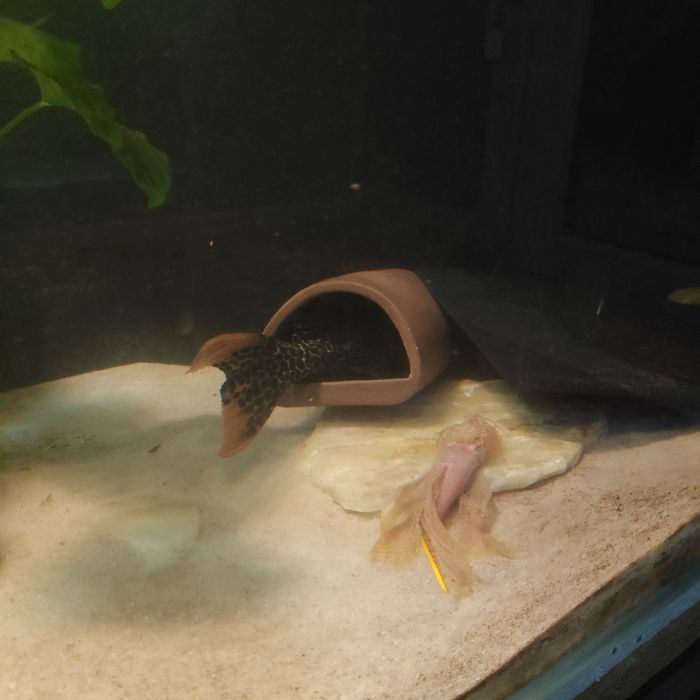 Ancistrus albinos weloniasty 10+cm