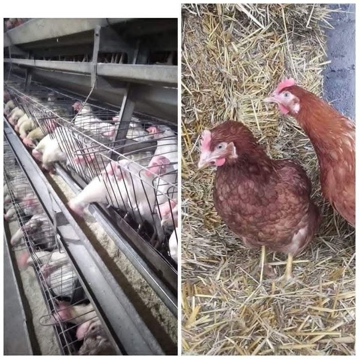 Курки-несучки для домашнього господарства.