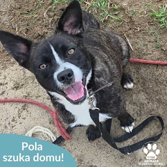 Pola szuka domu!