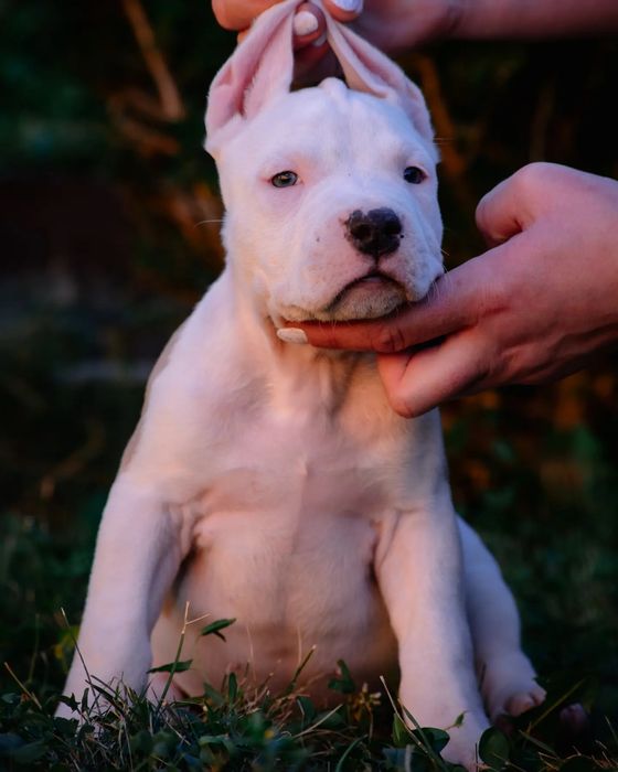 Породнвя девочка в окрасе коровка ...Белая голубо палевыми пятнышками