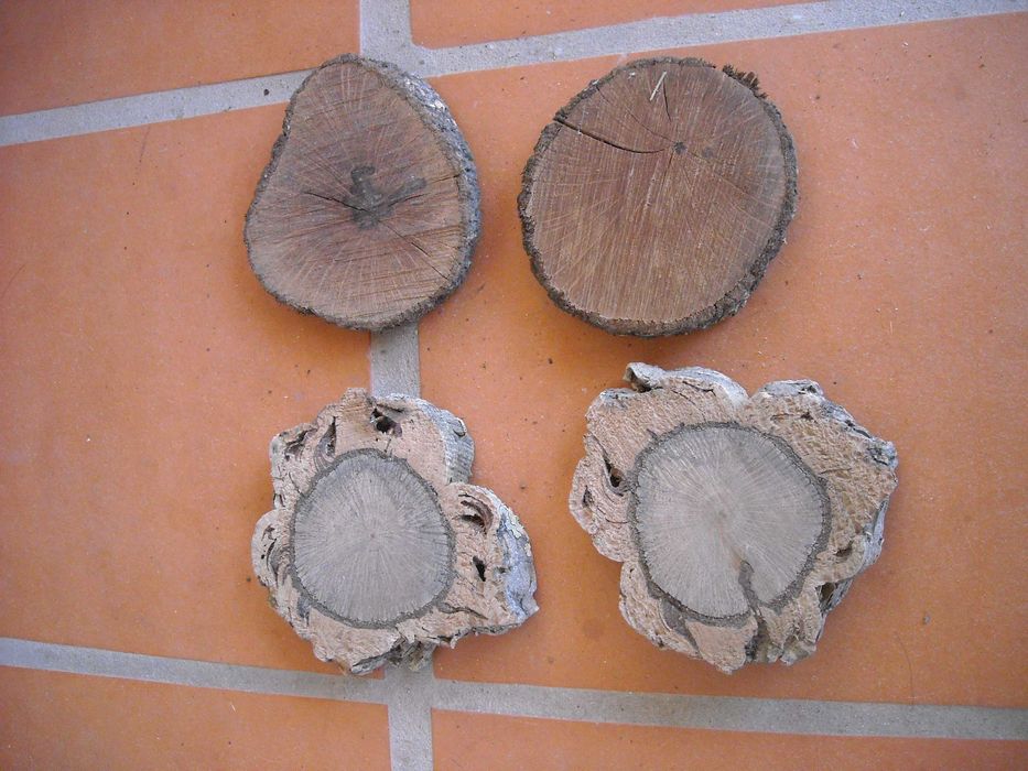 Casca rodela tronco fatia cortiça aquario terrario decoraçao