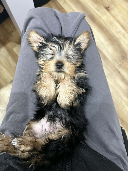 York Shire Terrierrrrr