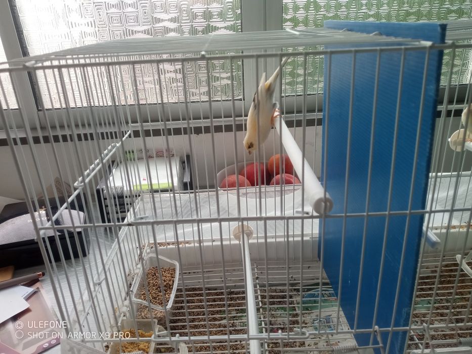 Canários mais gaiolas