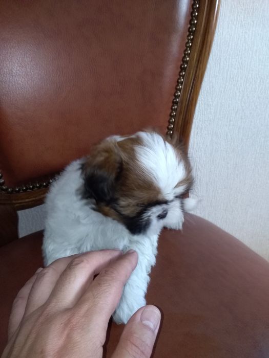 SHShih-Tzu Sublime
Desparasitação devida.
Qualidade Top ( morfologia, pêlo e caráter).
INVISTA EM SHIH-TZU, MAS DE QUALIDADE SUPERIOR!