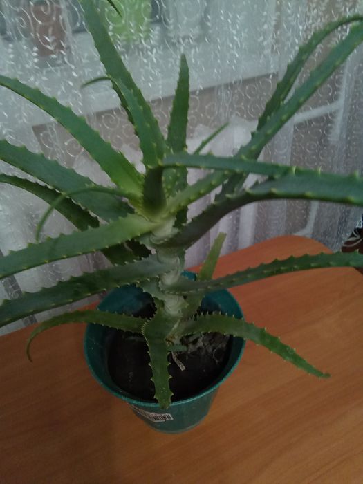 Продам алоє віком три роки