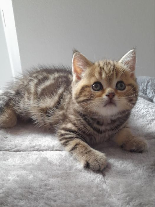 Dziewczynka marmurowa N22