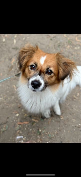 Цуценя  Джек Рассела