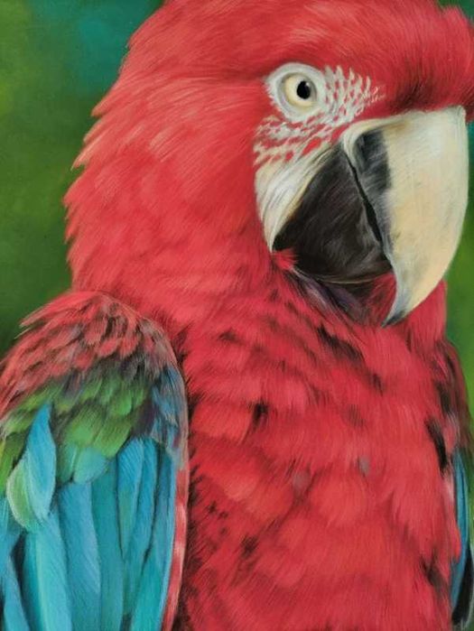 Rysunek praca artystyczna portret papugi A3