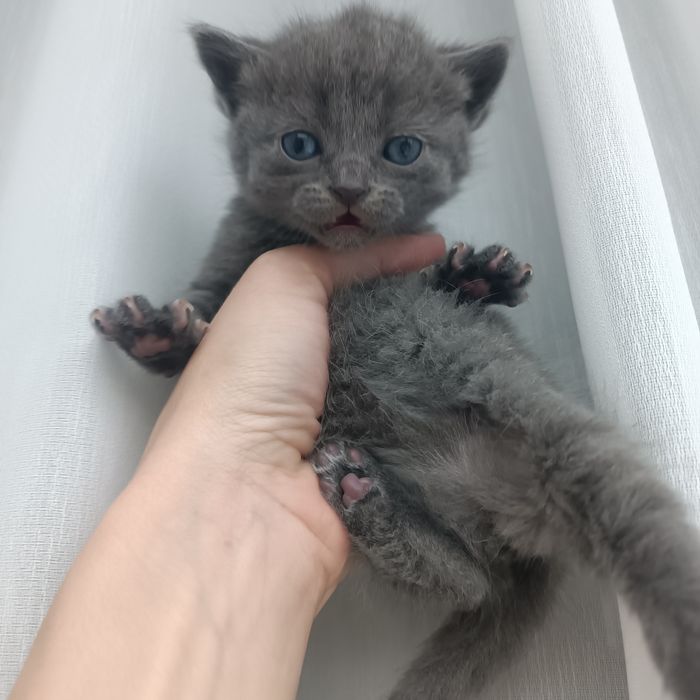 Кошенята в добрі руки