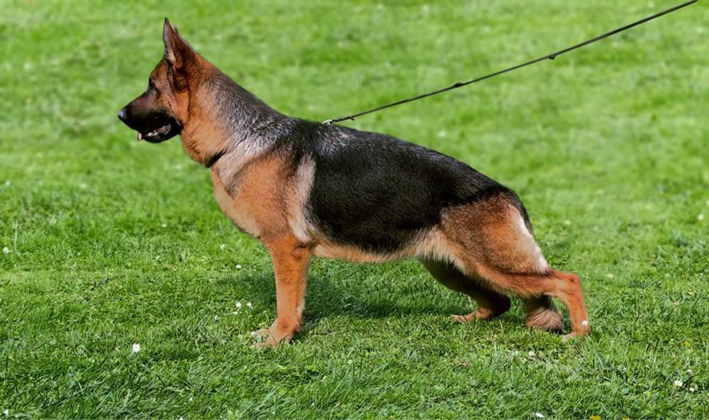 Цуценята німецької вівчарки