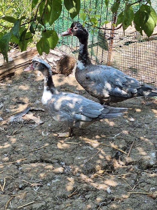 Jaja jajka legowe Kaczki pizmowej francuskiej kaczka pizmowa francuska