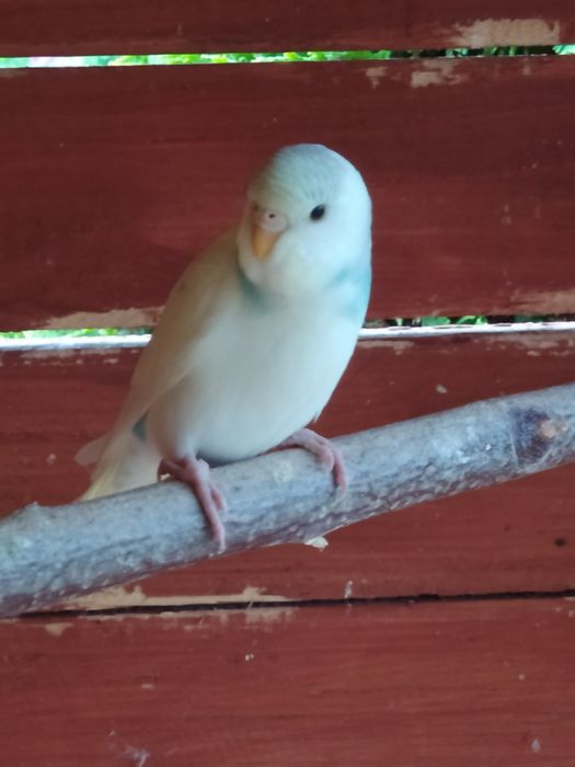 Sprzedam młode papugi faliste