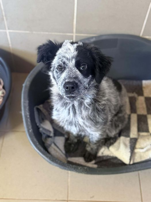 7 miesięczna Ospa szuka domu!