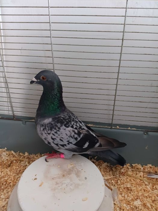 Gołębie  pocztowe  likwidacja chodowli.