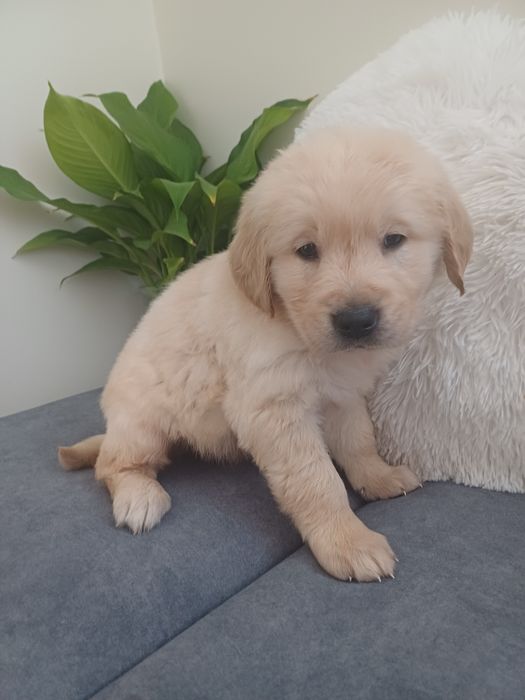 Suczka rasy Golden retriever