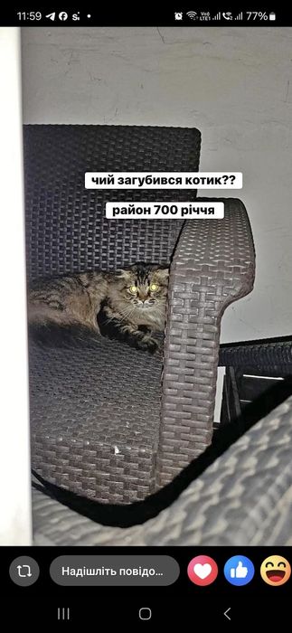 знайдено котика(кицю) р-н 700річчя(але могли загнати собаки)