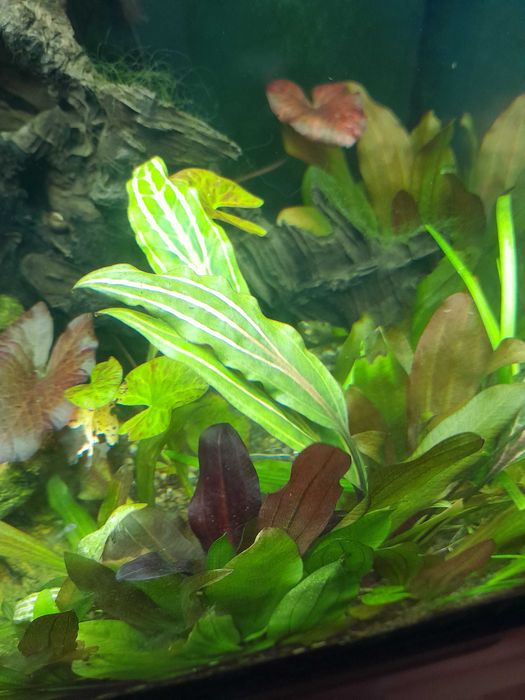 Акваріумні рослини (Німфея карликова або німфея Сантарем)