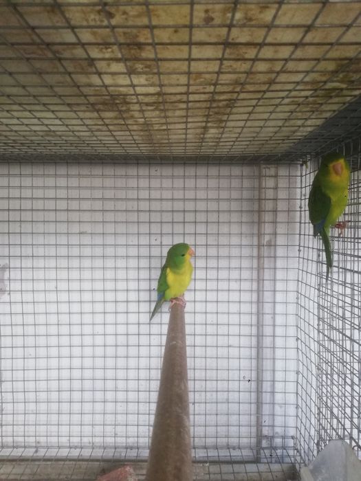 Piriquito limão macho