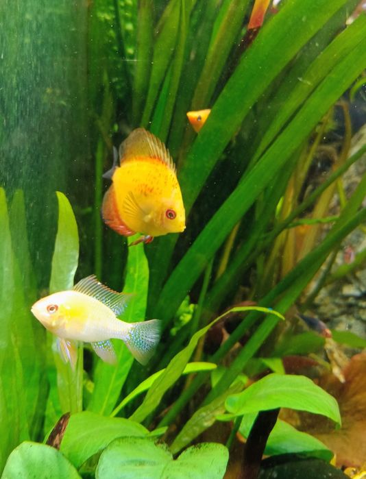Ryba Paletka Red