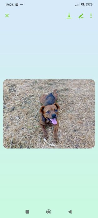 Kochany słodziak Ravel