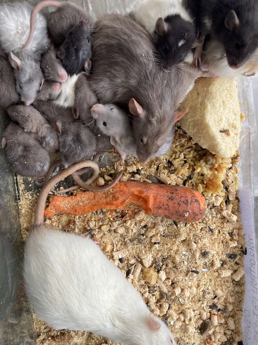 Пацючки на зоомагазин різноколярові