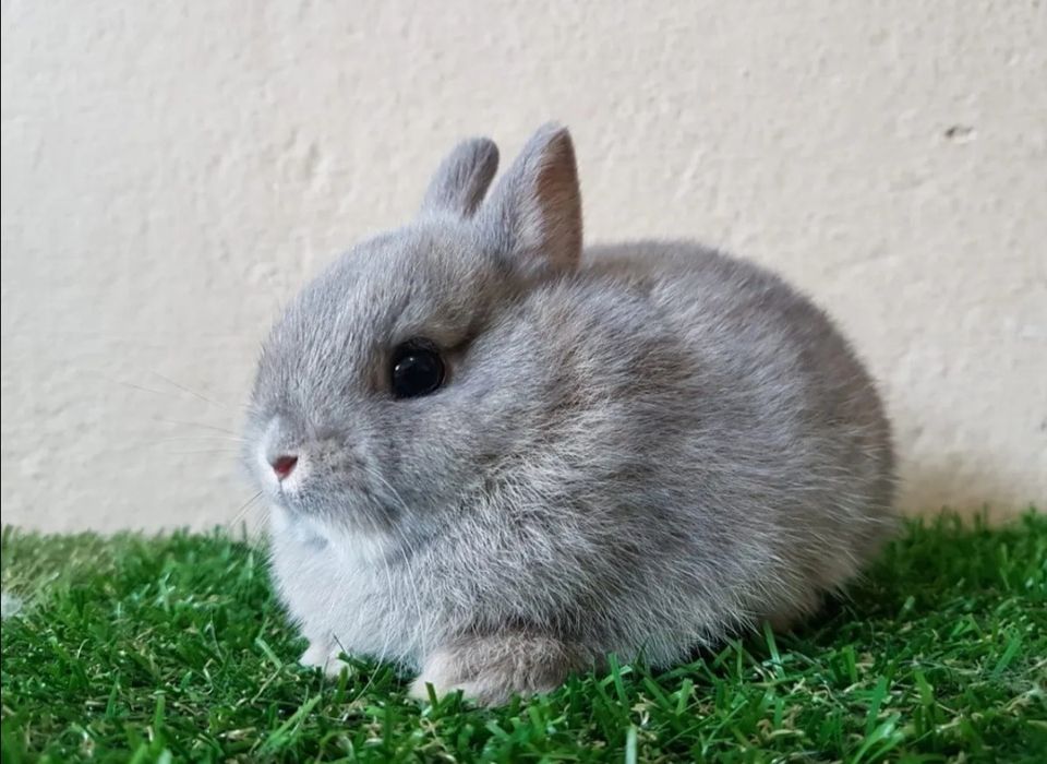 KIT Coelhos anões mini holandês e minitoy super meigos