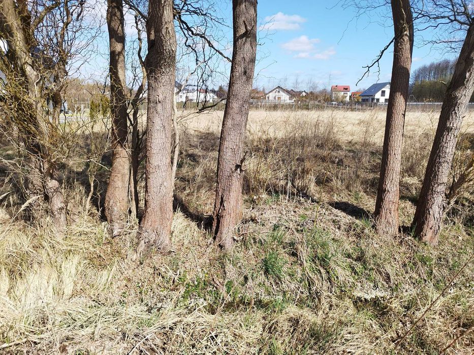 Zdjęcie 3