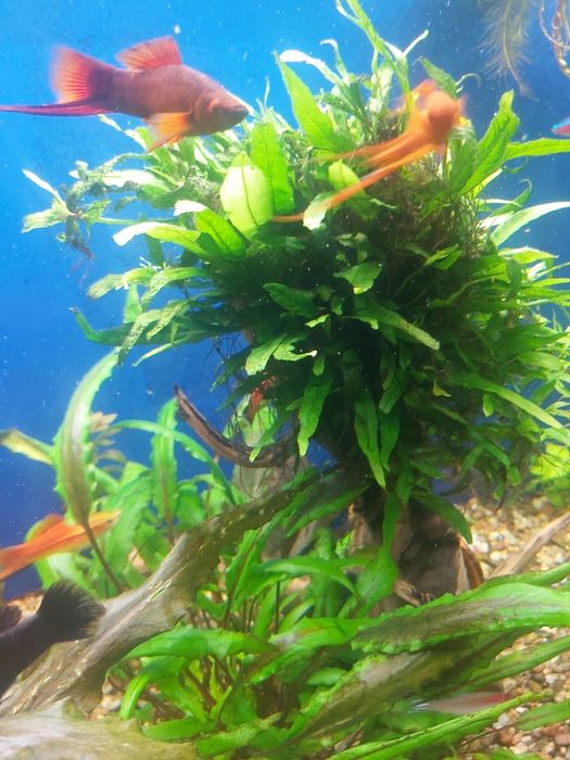 Microsorium Mini