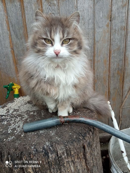 Анфіса безкоштовно