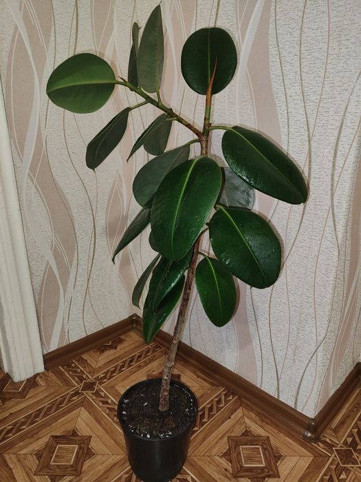Продам комнатное растение Фикус
