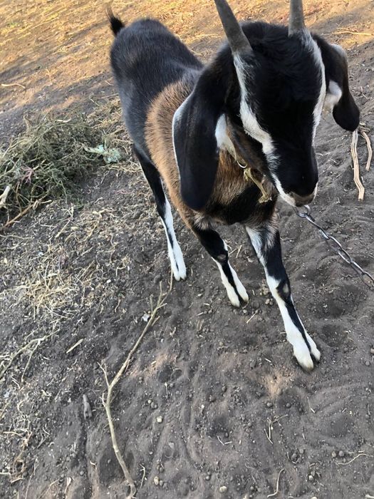 Нубийские козы молодые