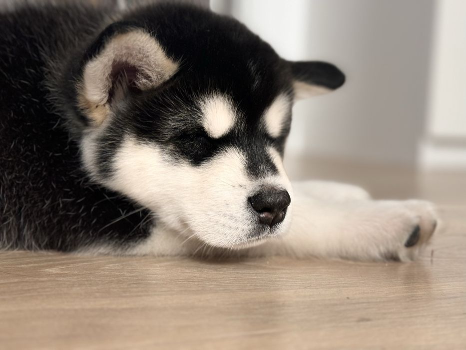 Zapowiedź miotu Alaskan Malamute – Sassenach of Joniec FCI