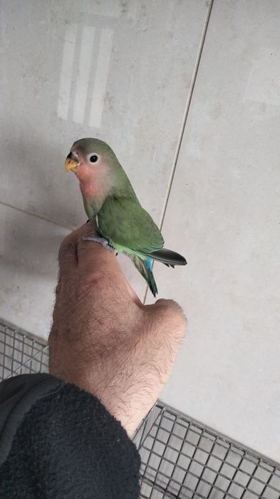 Caturra e agapornis criados á mão
