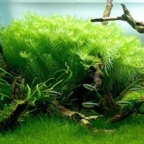 Rotala Green (Rotala rotundifolia “Green”) – Planta de Crescimento Rápido