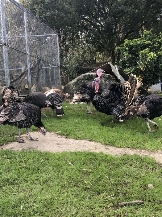 Perus selvagens, criados no campo.