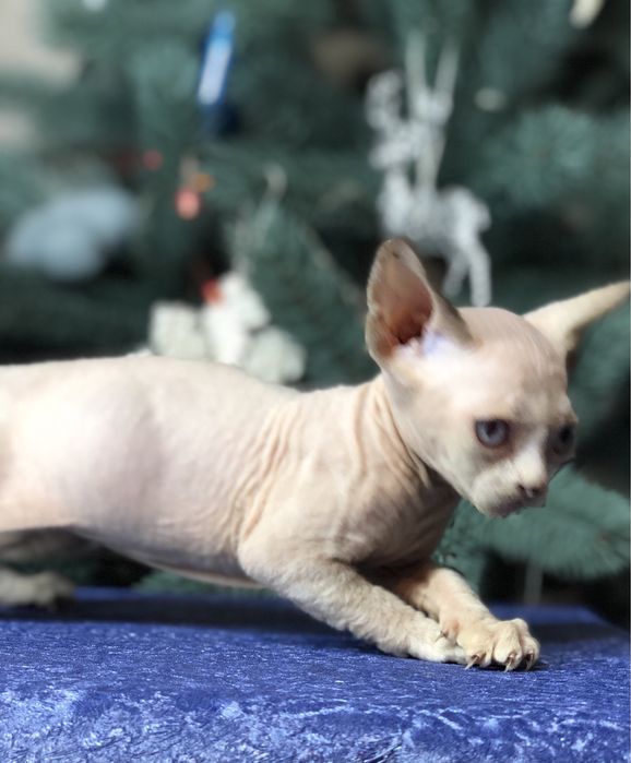 Кошенята Девон рекси