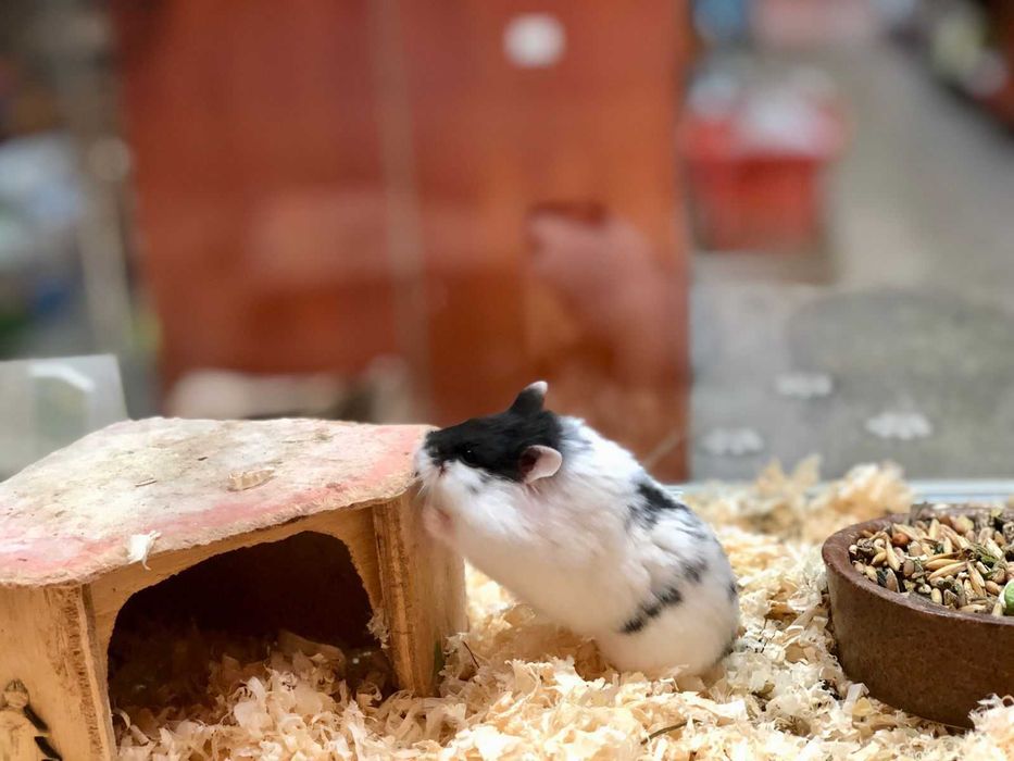 Chomik Dżungalski Tina Zoo